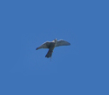 falco pellegrino
